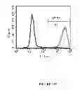Fig. 64 - Microcarriers for stem cell culture