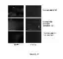 Fig. 71 - Microcarriers for stem cell culture