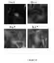 Fig. 83 - Microcarriers for stem cell culture