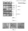 Fig. 98 - Microcarriers for stem cell culture