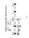 Fig. 02 - Methods for making anterior foregut endoderm