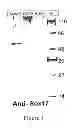 Fig. 05 - Methods for making anterior foregut endoderm