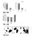 Fig. 11 - Direct differentiation of cardiomyocytes from embryonic stem cells