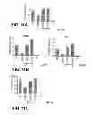 Fig. 12 - Direct differentiation of cardiomyocytes from embryonic stem cells