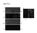 Fig. 02 - METHODS FOR PRODUCING PANCREATIC PRECURSOR CELLS AND USES THEREOF