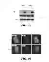 Fig. 06 - METHODS AND COMPOSITIONS FOR HOMOLOGOUS RECOMBINATION IN HUMAN CELLS