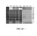 Fig. 07 - METHODS AND COMPOSITIONS FOR HOMOLOGOUS RECOMBINATION IN HUMAN CELLS