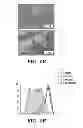 Fig. 09 - METHODS AND COMPOSITIONS FOR HOMOLOGOUS RECOMBINATION IN HUMAN CELLS