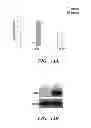 Fig. 28 - METHODS AND COMPOSITIONS FOR HOMOLOGOUS RECOMBINATION IN HUMAN CELLS