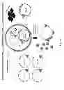 Fig. 02 - Introduction of modular vector elements during production of a lentivirus