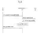 Fig. 05 - Method and apparatus for verification of a telephone number