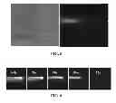 Fig. 04 - Microfluidic device for extracting, isolating, and analyzing DNA from cells