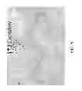 Fig. 06 - Multi-color nanoscale imaging based on nanoparticle cathodoluminescence