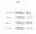 Fig. 04 - METHOD FOR PREPARING NUCLEIC ACID APTAMER