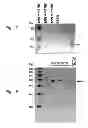 Fig. 18 - Methods for creating and identifying functional RNA interference elements