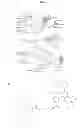 Fig. 27 - Recognition of cellular target binding by a bioactive agent using intracellular bioluminescence resonance energy transfer