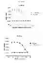 Fig. 35 - Recognition of cellular target binding by a bioactive agent using intracellular bioluminescence resonance energy transfer