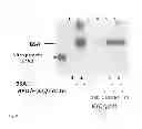 Fig. 11 - Peptide-based peroxidase inhibitors and methods of using same