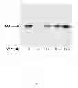 Fig. 24 - Peptide-based peroxidase inhibitors and methods of using same