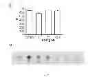 Fig. 25 - Peptide-based peroxidase inhibitors and methods of using same