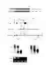 Fig. 02 - CTRP6 which can be used as therapeutic and prophylactic agent for autoimmune diseases