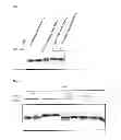 Fig. 02 - PASTEURELLACEAE VACCINES