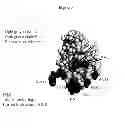 Fig. 03 - Nucleic acids encoding modified relaxin polypeptides
