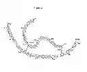 Fig. 05 - Nucleic acids encoding modified relaxin polypeptides