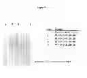 Fig. 06 - Nucleic acids encoding modified relaxin polypeptides