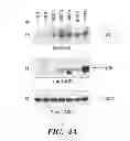 Fig. 16 - Ovarian cancer stem cells and methods of isolation and uses thereof