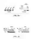 Fig. 20 - Ovarian cancer stem cells and methods of isolation and uses thereof