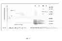 Fig. 02 - AGROCYBE AEGERITA LECTIN AAL-2, AND ENCODING GENE THEREOF, PREPARATION METHOD THEREFOR AND APPLICATION THEREOF