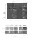 Fig. 04 - Cdc42 Inhibitor and Uses Thereof