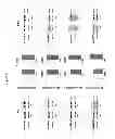 Fig. 03 - COMPOSITIONS AND METHODS FOR TREATING MOOD DISORDERS