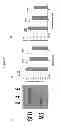 Fig. 12 - COMPOSITIONS AND METHODS FOR TREATING MOOD DISORDERS