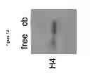 Fig. 13 - COMPOSITIONS AND METHODS FOR TREATING MOOD DISORDERS