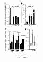 Fig. 53 - Inhibitors for steroid response elements and RNA polymerase II and related methods