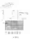 Fig. 58 - Inhibitors for steroid response elements and RNA polymerase II and related methods
