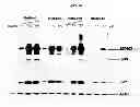 Fig. 10 - Therapeutic agents