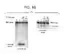 Fig. 03 - Sequence-specific inhibition of small RNA function