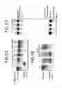 Fig. 10 - Sequence-specific inhibition of small RNA function