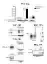Fig. 11 - Sequence-specific inhibition of small RNA function