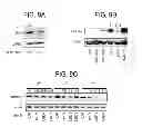 Fig. 14 - Sequence-specific inhibition of small RNA function