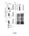 Fig. 03 - MODULATION OF MICRORNA-138 FOR THE TREATMENT OF BONE LOSS