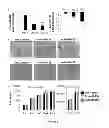 Fig. 09 - MODULATION OF MICRORNA-138 FOR THE TREATMENT OF BONE LOSS