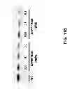 Fig. 16 - Compositions and methods for inhibiting expression of transthyretin