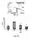 Fig. 02 - METHODS AND COMPOSITIONS FOR INHIBITING INTEGRINS USING TELLURIUM-CONTAINING COMPOUNDS