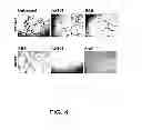 Fig. 05 - METHODS AND COMPOSITIONS FOR INHIBITING INTEGRINS USING TELLURIUM-CONTAINING COMPOUNDS