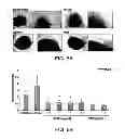 Fig. 06 - METHODS AND COMPOSITIONS FOR INHIBITING INTEGRINS USING TELLURIUM-CONTAINING COMPOUNDS