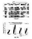 Fig. 10 - METHODS AND COMPOSITIONS FOR INHIBITING INTEGRINS USING TELLURIUM-CONTAINING COMPOUNDS